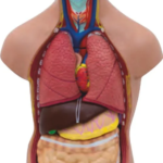 İnsan Vücudu Büyük